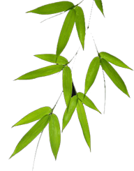 Olaulim Backyard - Other side of Goa